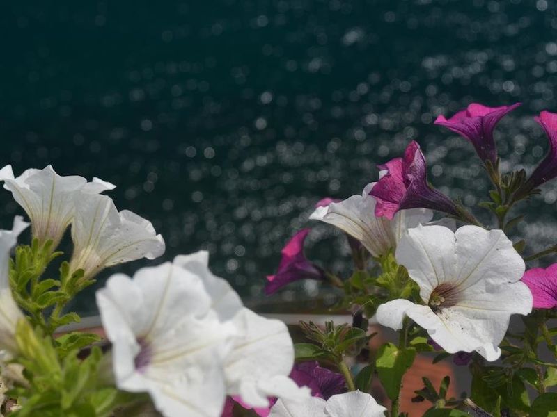 صورة الفندق 16