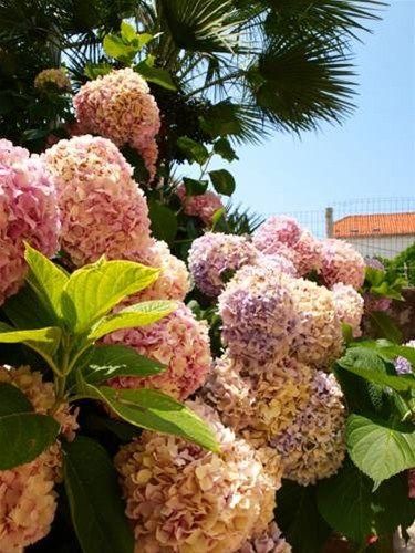 صورة الفندق 10