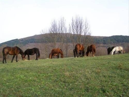 صورة الفندق 7