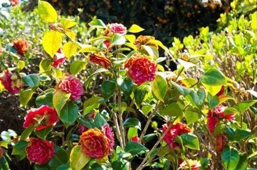 صورة الفندق 14