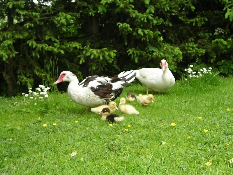 صورة الفندق 8