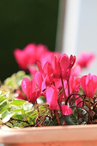صورة الفندق 14