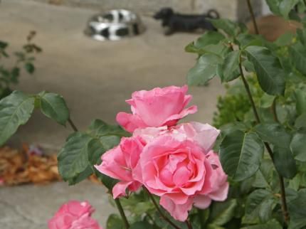 صورة الفندق 8