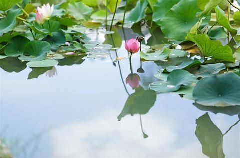 صورة الفندق 21