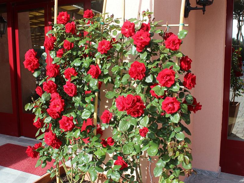 صورة الفندق 14