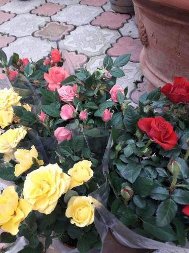 صورة الفندق 13