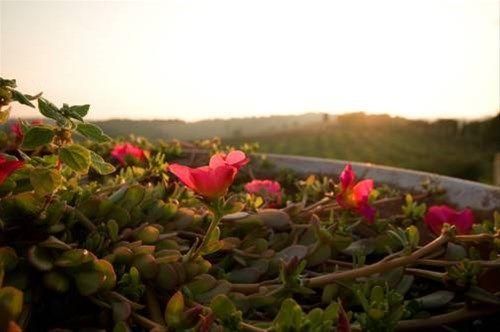 صورة الفندق 21