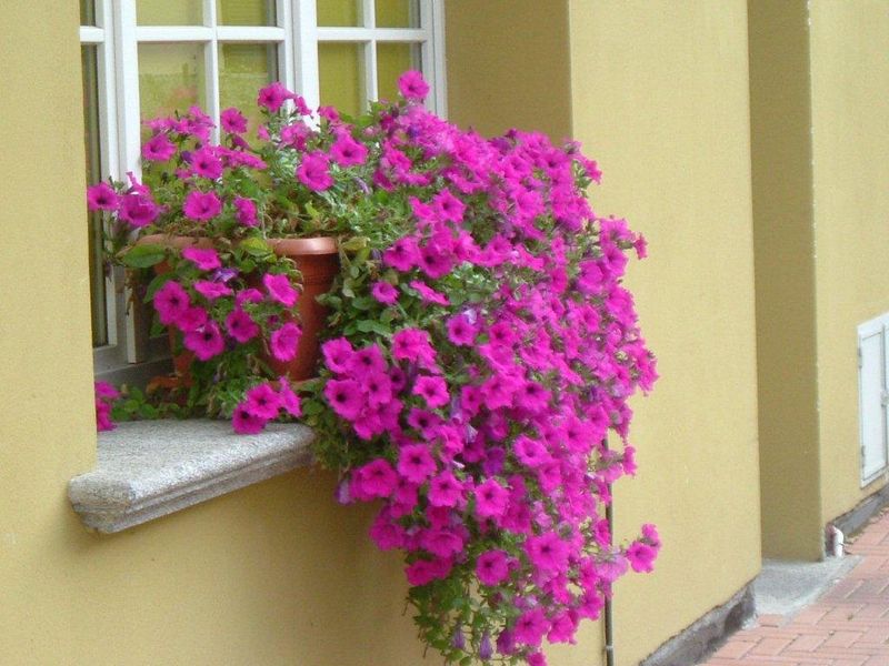 صورة الفندق 17
