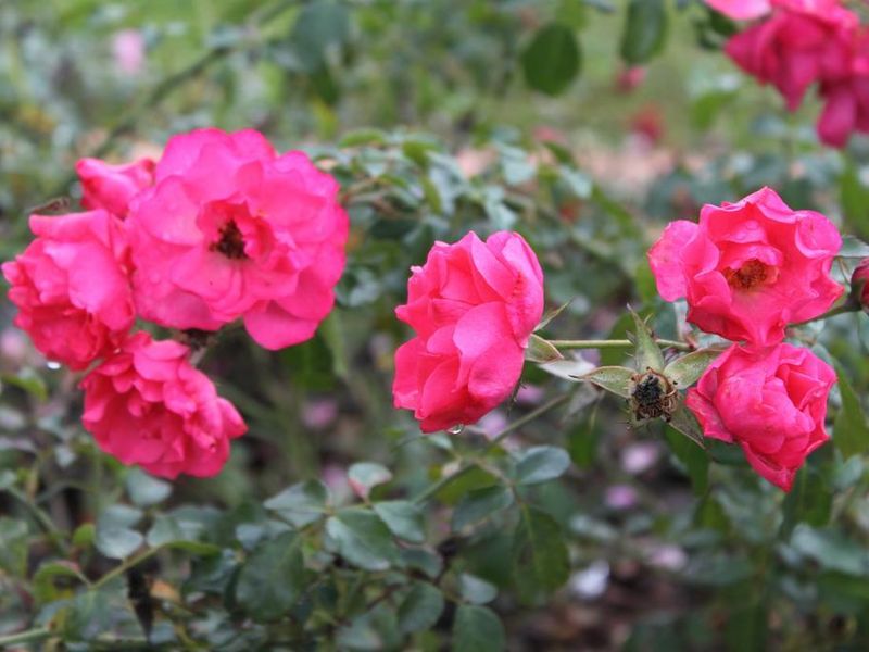 صورة الفندق 19