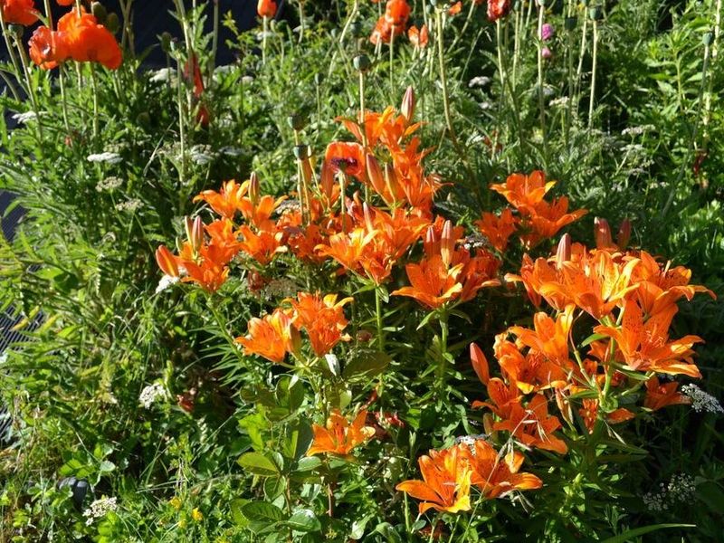 صورة الفندق 18
