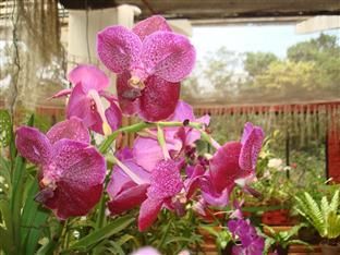 صورة الفندق 16