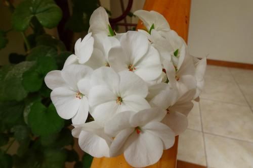 صورة الفندق 18
