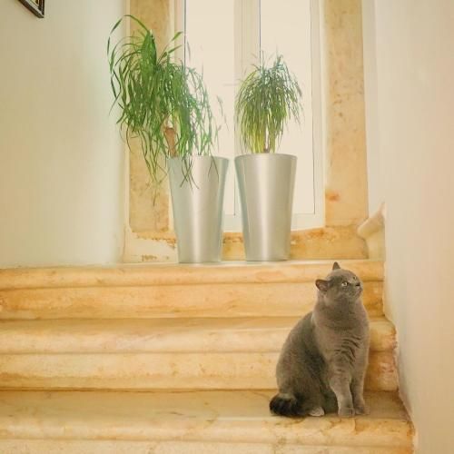 صورة الفندق 8