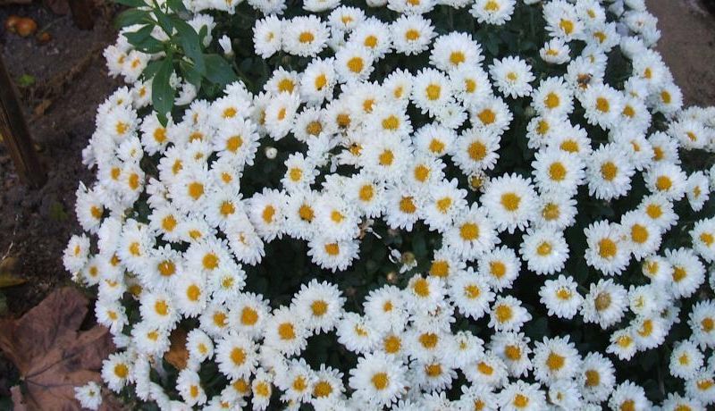 صورة الفندق 15