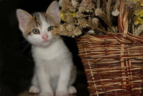 صورة الفندق 13