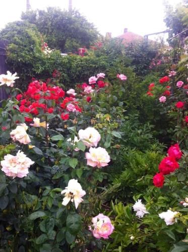صورة الفندق 6