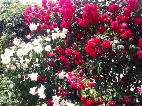 صورة الفندق 9