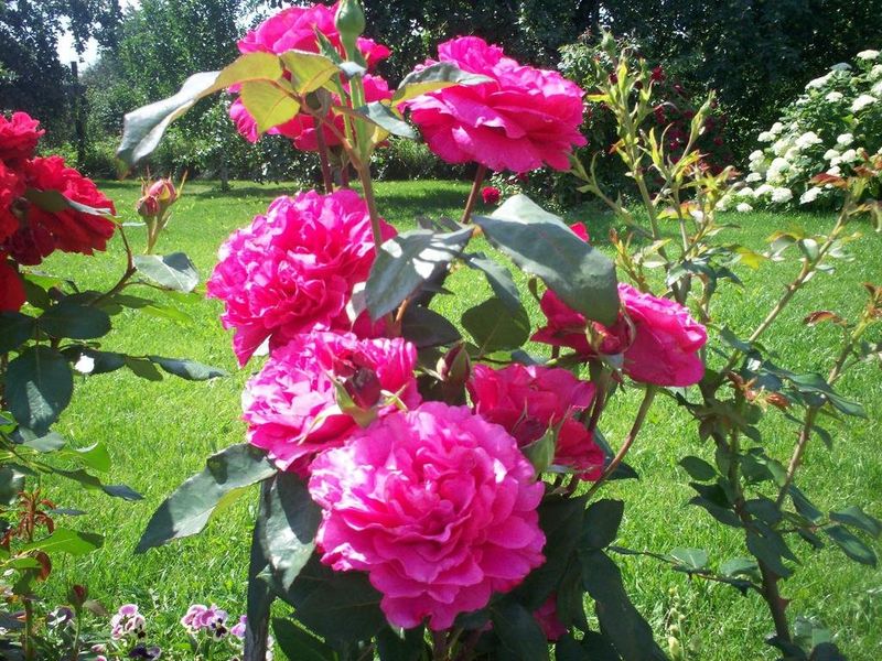 صورة الفندق 16