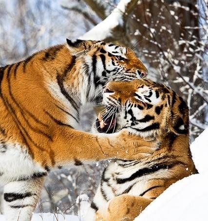 صورة الفندق 21