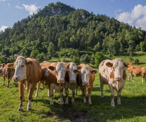 Farm Holidays Povsin Bled Slovenia