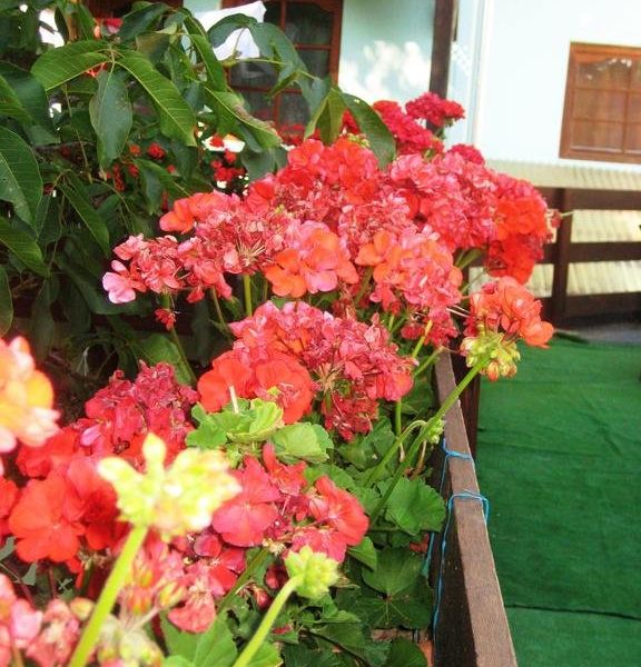 صورة الفندق 14
