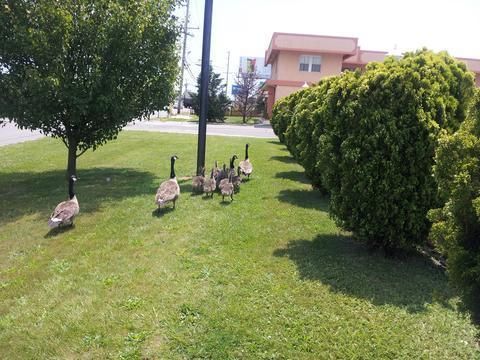 صورة الفندق 19
