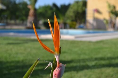 صورة الفندق 18