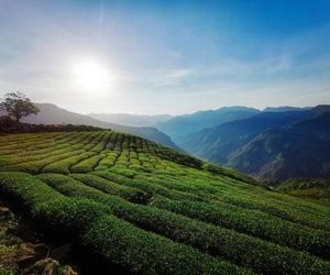 Tea Homestay Fanlu Taiwan