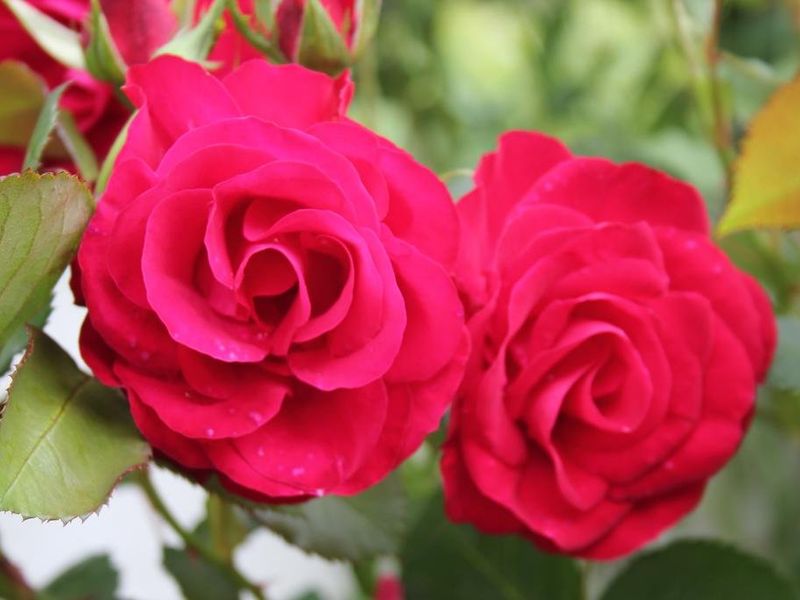 صورة الفندق 17