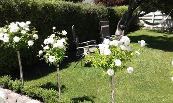 صورة الفندق 24