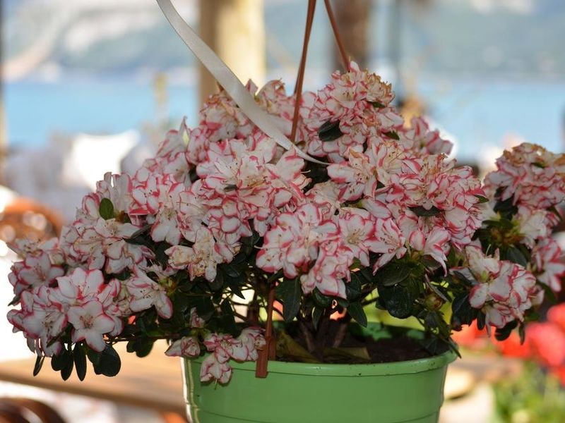صورة الفندق 11
