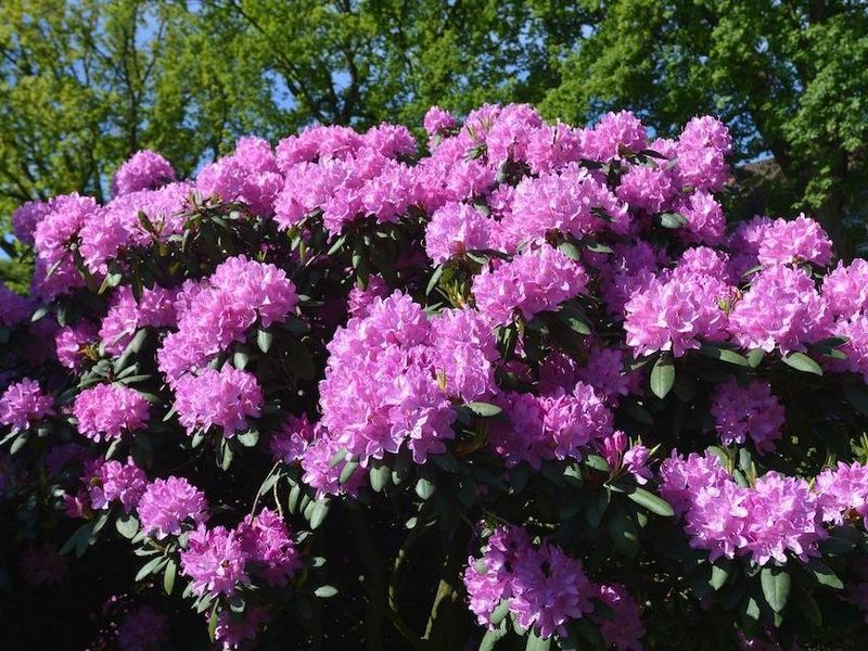 صورة الفندق 20