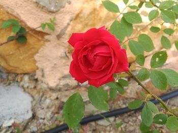 صورة الفندق 21