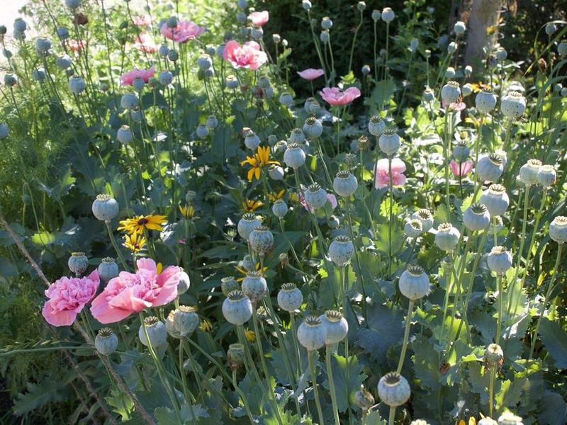 صورة الفندق 20