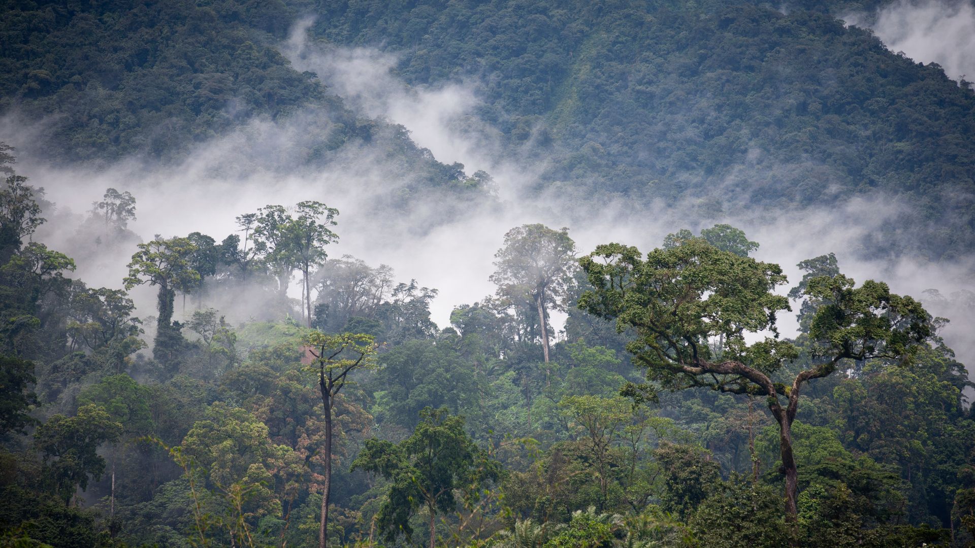 Тропические леса Демократической Республики Конго